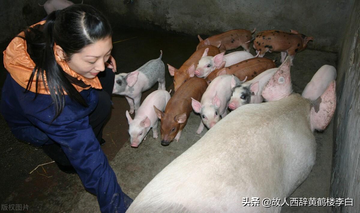 毕业后我回家养猪了最新章节