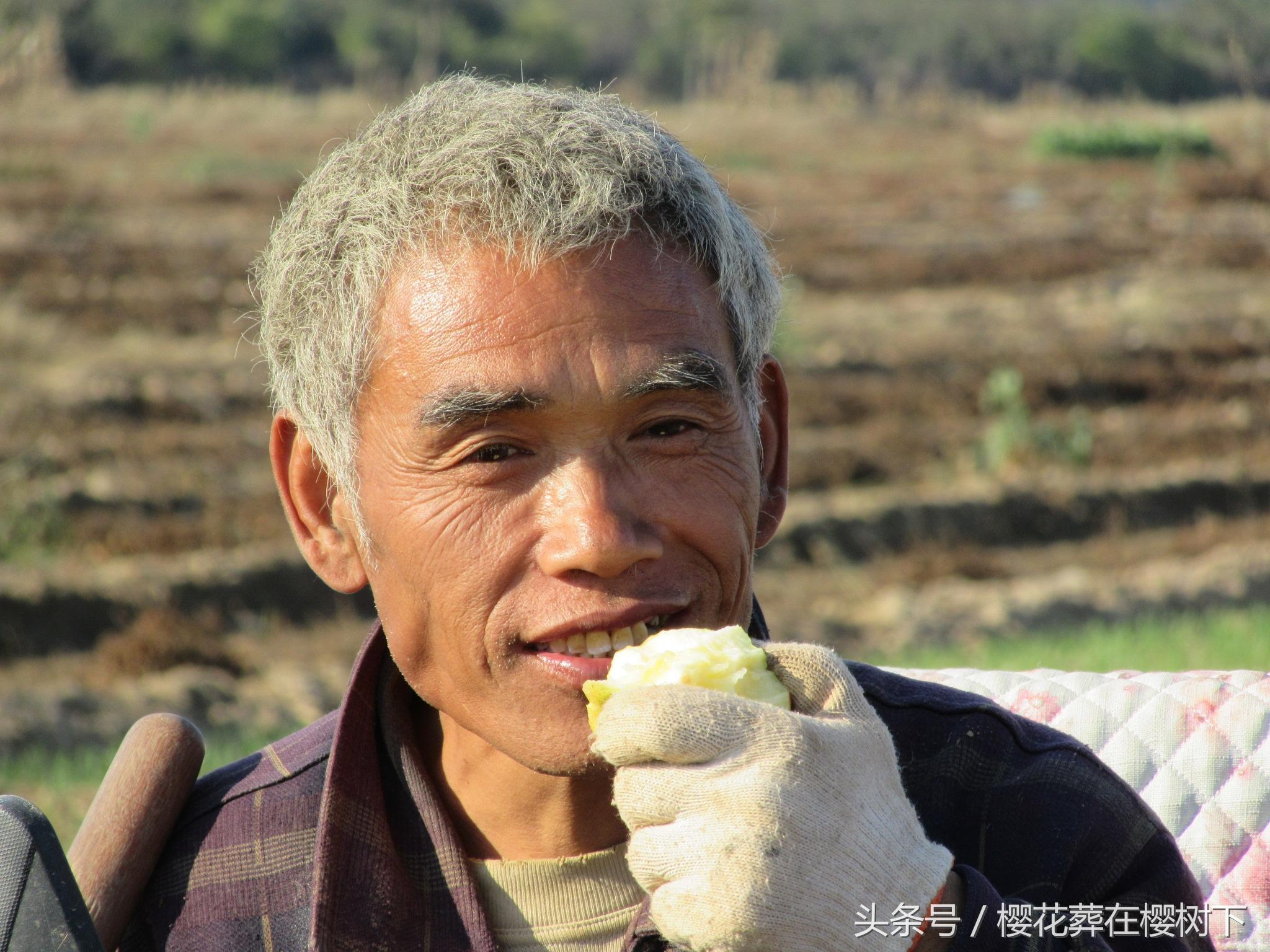 河北省麻山药最新价格